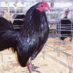 Baby Black Old English Bantam Chicken