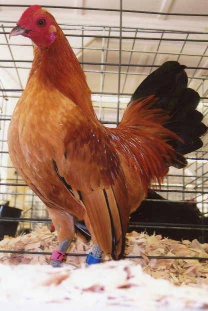 Ginger Red Old English Game Bantam