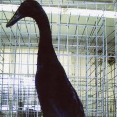 Black Runner Drake Duck