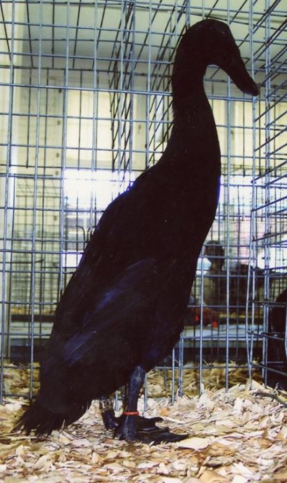 Black Runner Hen Duck