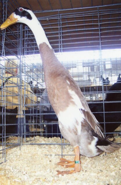 Fawn and White Runner Duck