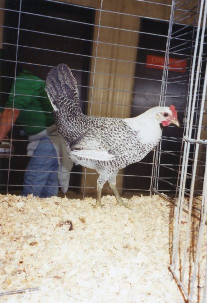 Egyptian Fayoumis Chicken for Sale