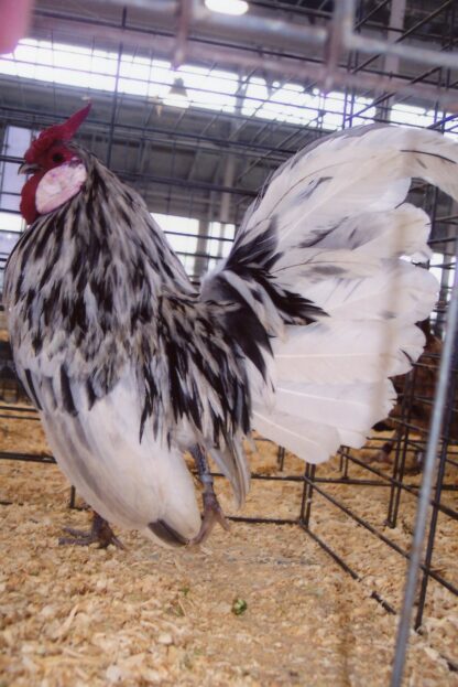 Splash Rosecomb Bantam Chicken Rooster