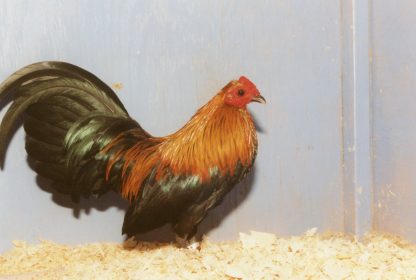 Brown Red Old English Game Bantam Chicken