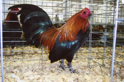 Brown Red Old English Game Bantam Chicken