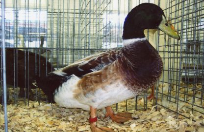 Welsh Harlequin Duck