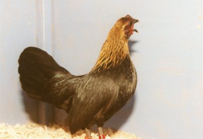 Brown Red Old English Game Bantam Chicken