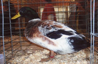 Welsh Harlequin Duck