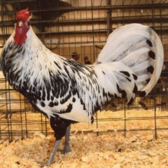 Silver Spangled Hamburg Chicken Rooster For Sale