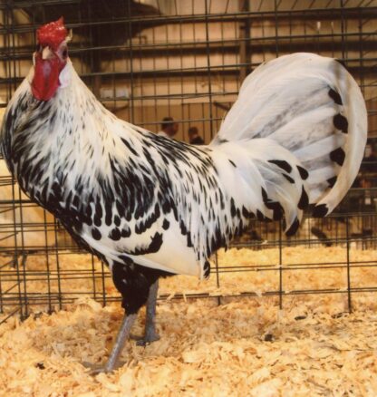 Silver Spangled Hamburg Chicken Rooster For Sale