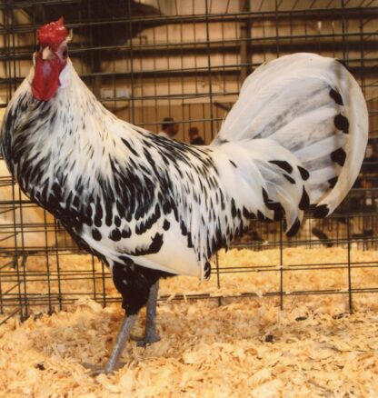 Silver Spangled Hamburg Chicken Rooster For Sale