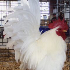 White Japanese Bantam Chickens For Sale