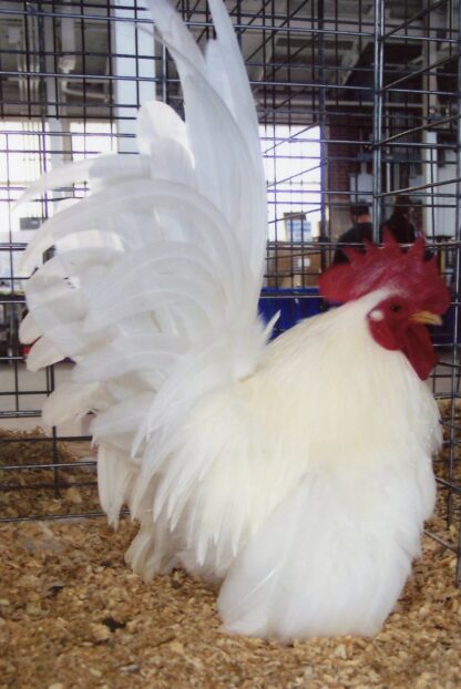 White Japanese Bantam Chickens For Sale