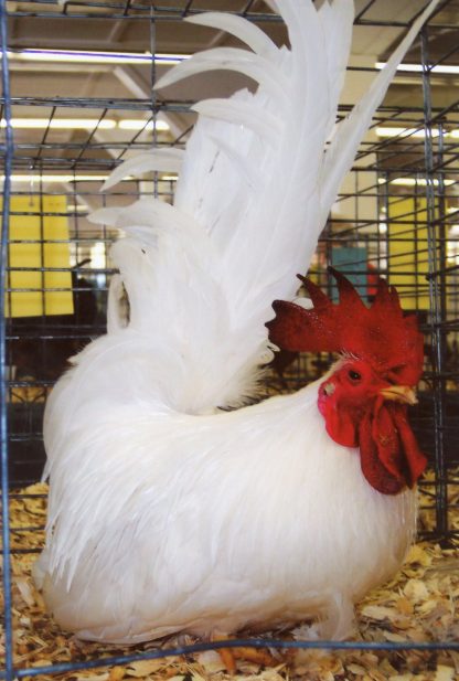 Baby White Japanese Bantam Chickens