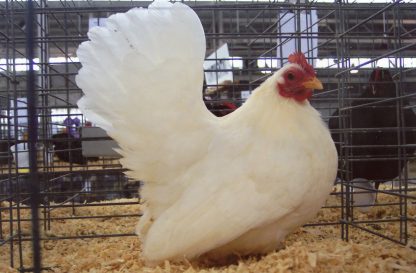 White Japanese Bantam Chicken