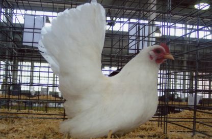 White Japanese Bantam Chicken Hen