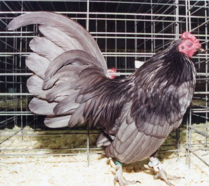 Blue Old English Game Bantam Chicken