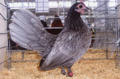 Blue Old English Game Bantam Chicken