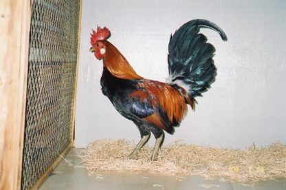 Red Jungle Fowl Chicken
