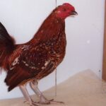 Mille Fleur Old English Game Bantam Rooster