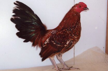 Mille Fleur Old English Game Bantam Rooster