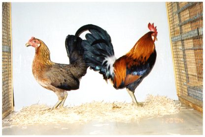 Red Jungle Fowl Chickens