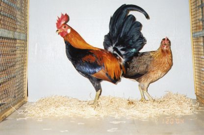 Red Jungle Fowl Chicken