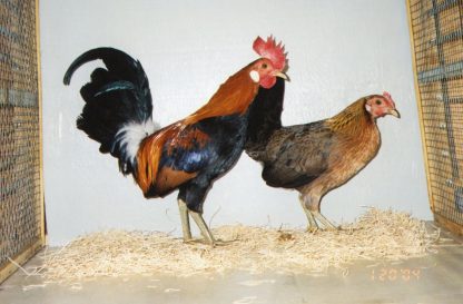 Red Jungle Fowl Chickens