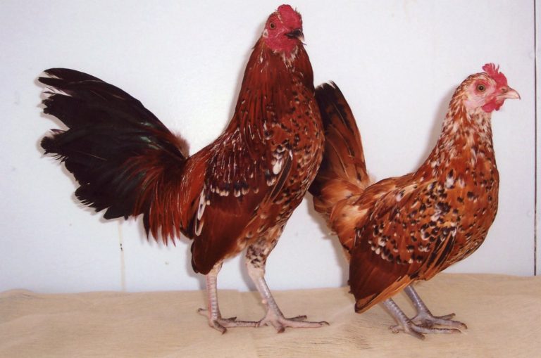 Mille Fleur Old English Game Bantams