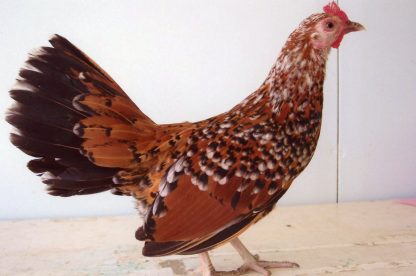 Mille Fleur Old English Game Bantam Hen