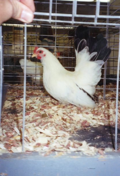 Black Tailed White Japanese Bantams