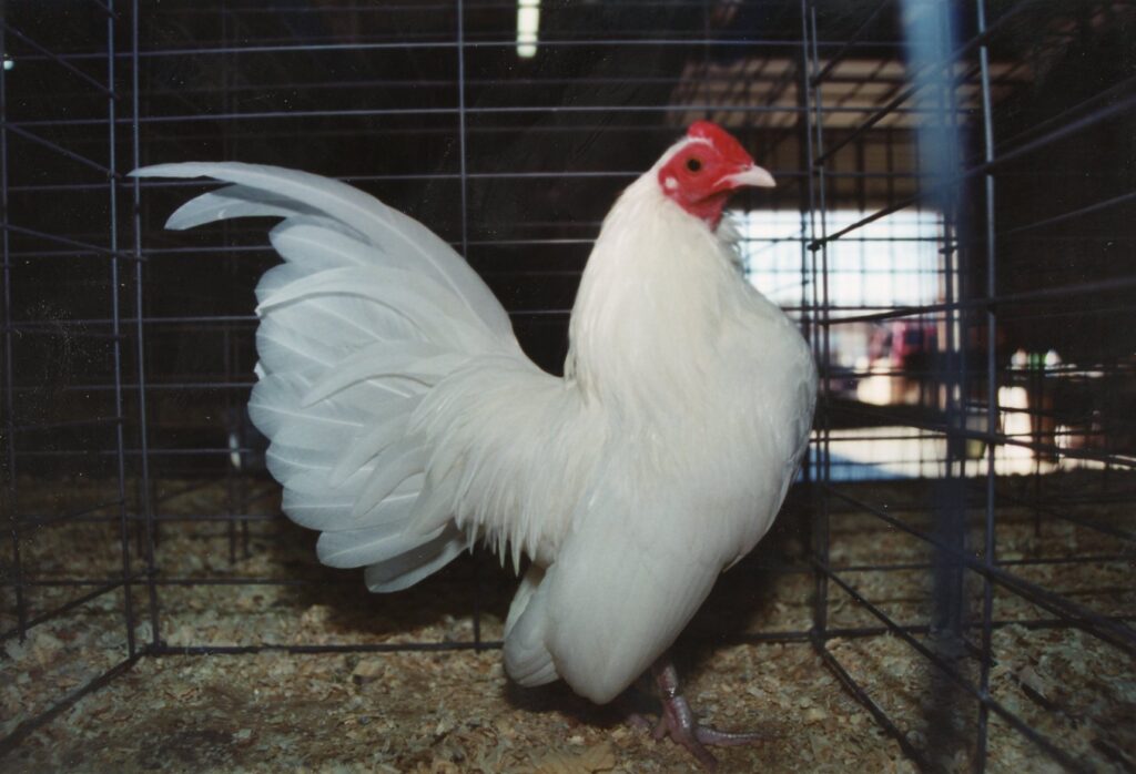White Old English Bantam Chickens Cackle Hatchery®