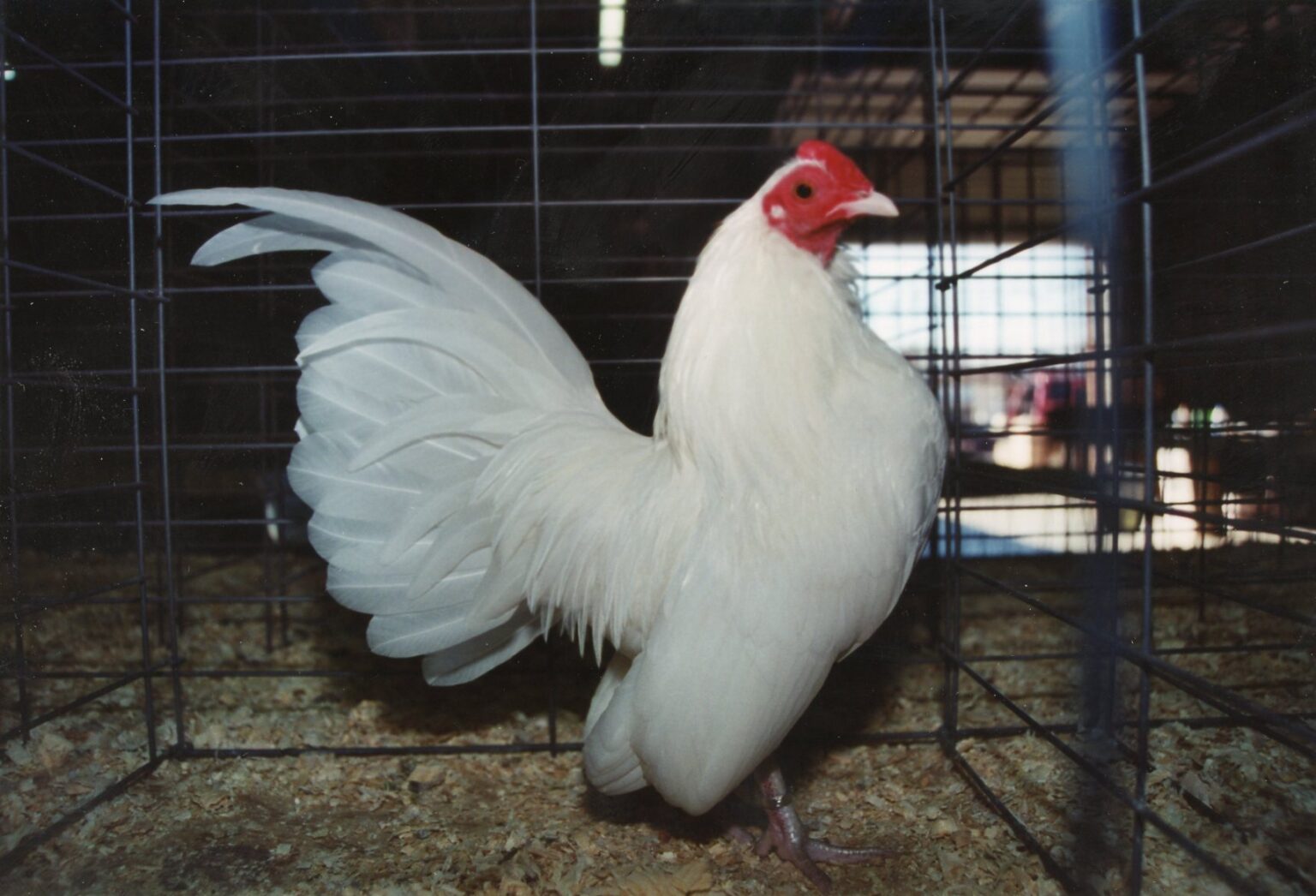 White Old English Bantam Chickens | Cackle Hatchery®