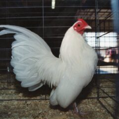 White Old English Game Bantam Rooster