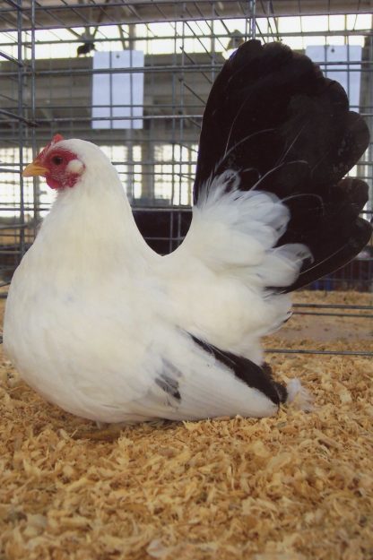 Black Tailed White Japanese Bantam Hen