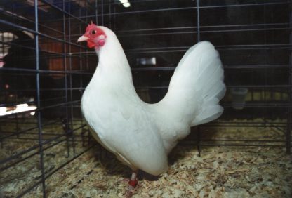 White Old English Game Bantam Hen