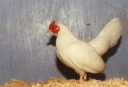 White Old English Game Bantam