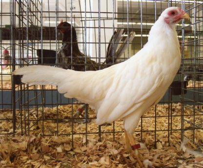 8 month old White Yokohama Chicken Hen