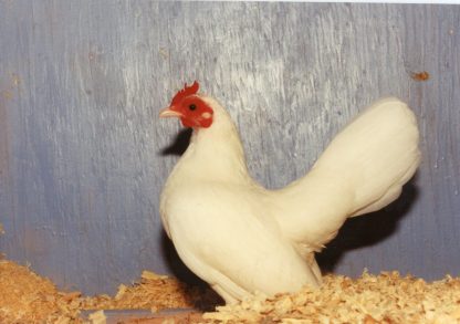 White Old English Game Bantam