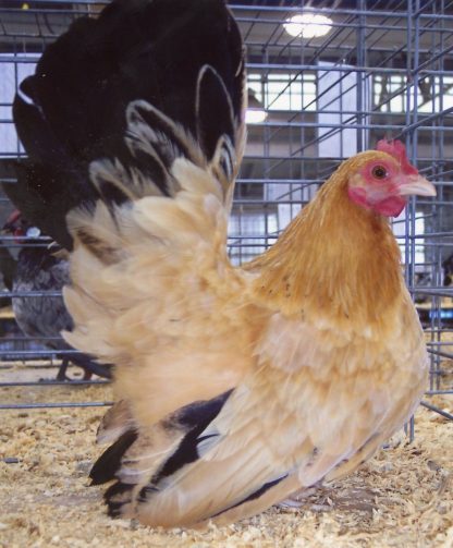 Black Tailed Buff Japanese Bantam Hen