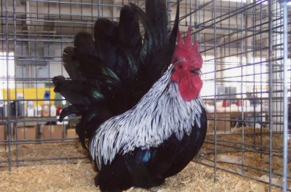 Gray Japanese Bantam