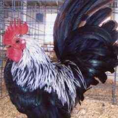 Gray Japanese Bantam Rooster