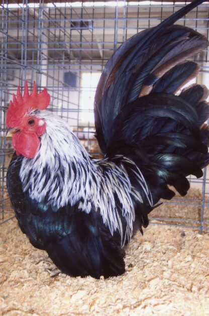 Gray Japanese Bantam Rooster