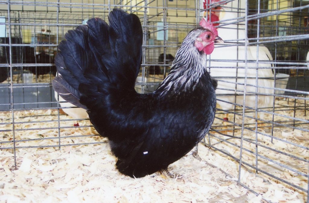 Gray Japanese Bantam Chickens for Sale | Cackle Hatchery®