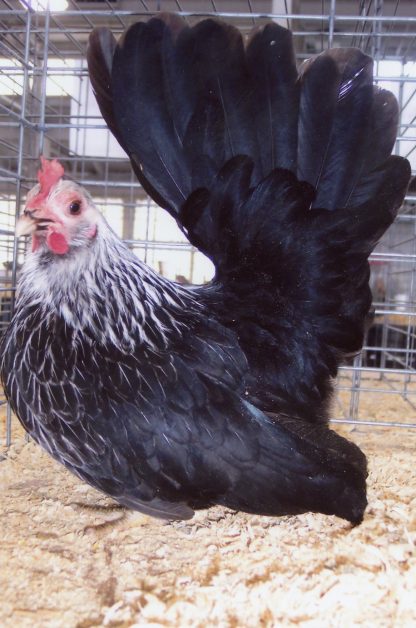 Gray Japanese Bantam