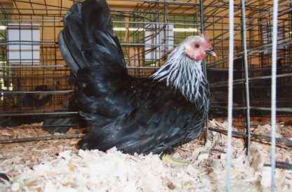 Gray Japanese Bantam