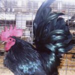 Dsy Old Black Japanese Bantam Rooster