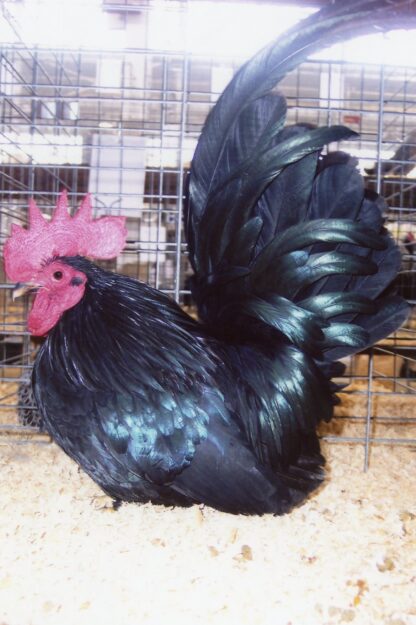 Dsy Old Black Japanese Bantam Rooster