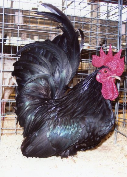 Dsy Old Black Japanese Bantam