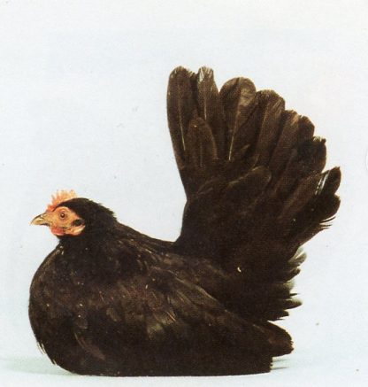 Dsy Old Black Japanese Bantam Hen